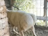 كبش, Rhon sheep — الصورة 2