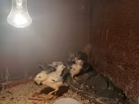 Chickens — الصورة 2