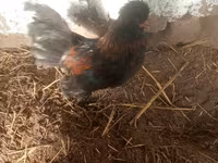 Japanisches Bantam — Foto 5