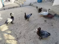 pato criollo doméstico — foto 1