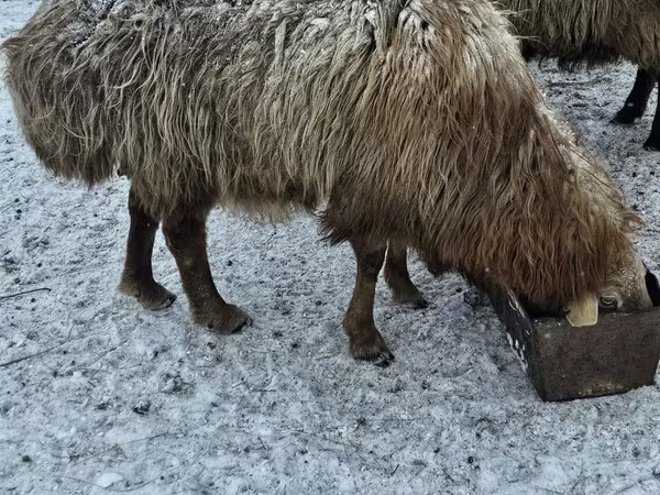 Carnero, Hissar sheep