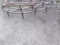 Baran, Owce — zdjęcie 6