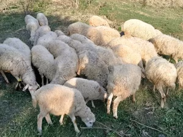 كبش, الأغنام