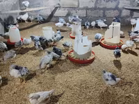 Chickens — الصورة 2