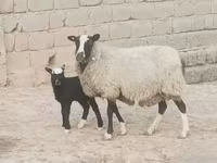 Sheep, Romanov sheep — photo 3