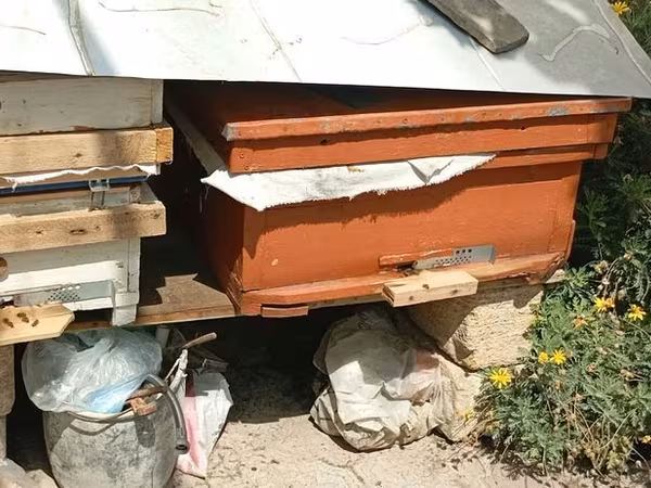 Arıçılıq üçün taxta arı pətəyi - Material: qalın taxta, ön hissədə