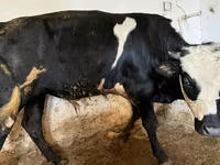 İnək, Russian Black pied cattle — foto 8