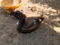 Ducks — photo 1