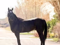 At, Thoroughbred horse — foto 4