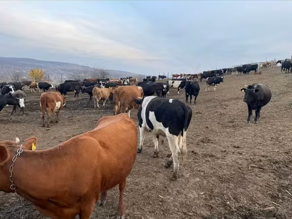 Buğa, Russian Black pied cattle