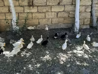 Alman Pekin — foto 1