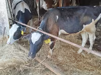 Byk, Russian Black pied cattle — zdjęcie 1