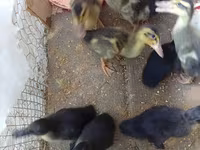 Ducks — photo 2