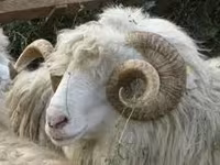 تيس, الماعز — الصورة 3
