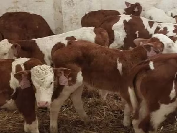 Bulle, Simmental cattle