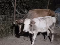 Cow, Cattle — photo 2