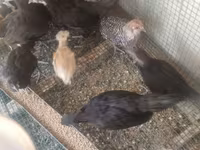 Australorp — photo 4