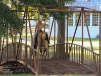 At, Gypsy horse — foto 7