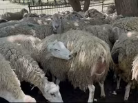Sheep, Sheep — photo 5