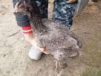 Derbişir Qırmızı Toppalı — foto 2