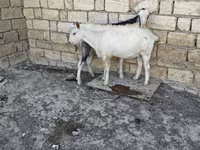 Dişi keçi, Keçilər — foto 6