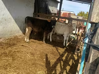 Býk, Swiss cattle — foto 1