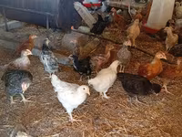 Chickens — foto 7