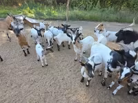 Коза, Nigerian dwarf goats — фото 1