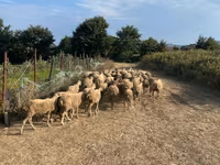 Qoç, Qoyunlar — foto 5