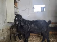 Keçi, Damask goat — foto 1