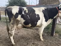 Kuh, Holstein-Rasse — Foto 2