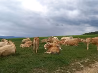 Krava, Blonde d’Aquitane cattle — foto 2
