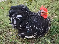 Pekin Bantam — photo 3