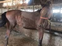 母马, Thoroughbred horse — 照片 7