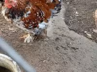 Pekin Bantam — foto 1