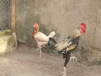 Japanese Bantam — photo 2