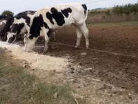 Cow, Jersey breed — photo 1