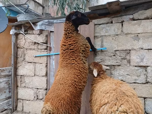 Qoç, Blackheaded Persian sheep