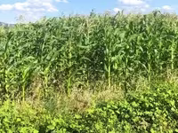 Եգիպտացորենի Սիլոսի Վաճառք — фото 3