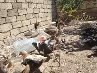 Domestic Muscovy — photo 5