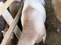 Sheep (batch, sex not specified), Arashan sheep — photo 6