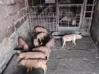 Säue, Schweine — Foto 2
