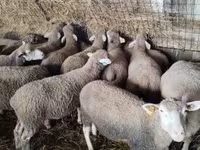 Owca, Ile-de-France sheep — zdjęcie 4