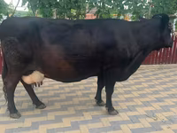 İnək, Russian Black pied cattle — foto 2