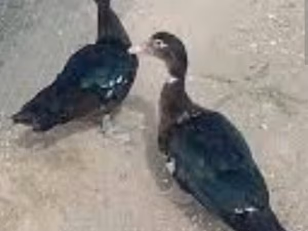 Ducks — Azərbaycan