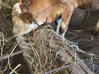 Kuh, Simmental cattle — Foto 3
