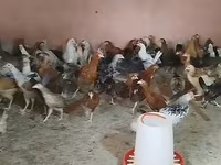 Chickens — photo 6