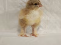 Brahma — photo 4