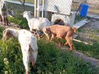 Goats (batch, sex not specified), Goats — photo 3