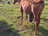 Yegua, Caballos — foto 3